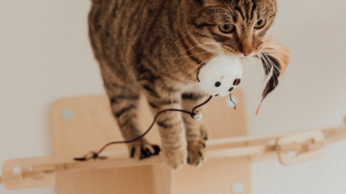 Bien-être des chats dintérieur