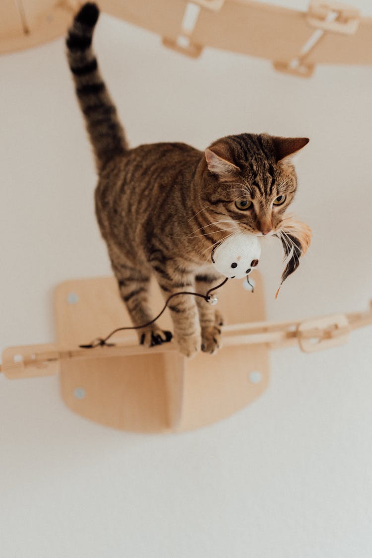 Photo Of A Brown Tabby Cat Playing