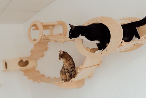 Free Two playful cats exploring an innovative indoor wooden climbing platform. Stock Photo