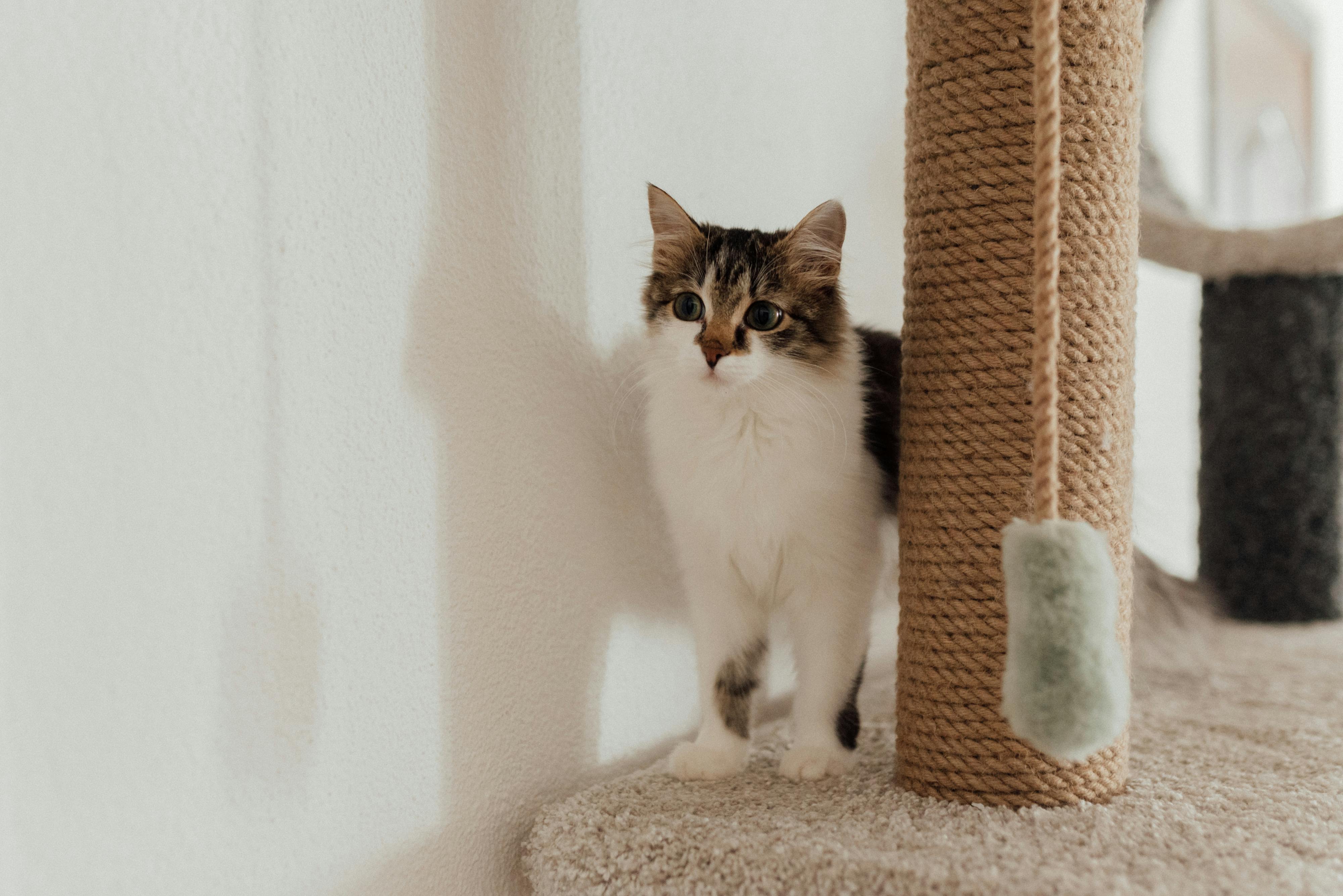 What to Do if Pets Get Spooked by Trick-or-Treat Visitors