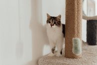White and Brown Cat on White Cat Tree