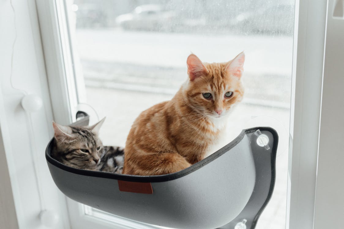 An Orange and Gray Tabby Cat on a Container by the Glass Window · Free Stock Photo An Orange And Gray Tabby Cat On A Container By The Glass Window · Free Stock Photo