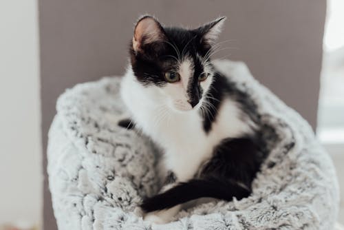 Free Black and White Cat on White Textile Stock Photo