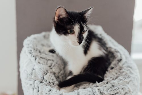 Free Adorable tuxedo cat lounging on a soft gray blanket in a cozy indoor setting. Stock Photo