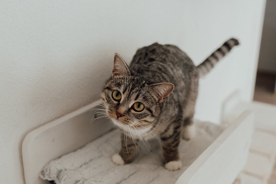 Animal de Estimação para Criança