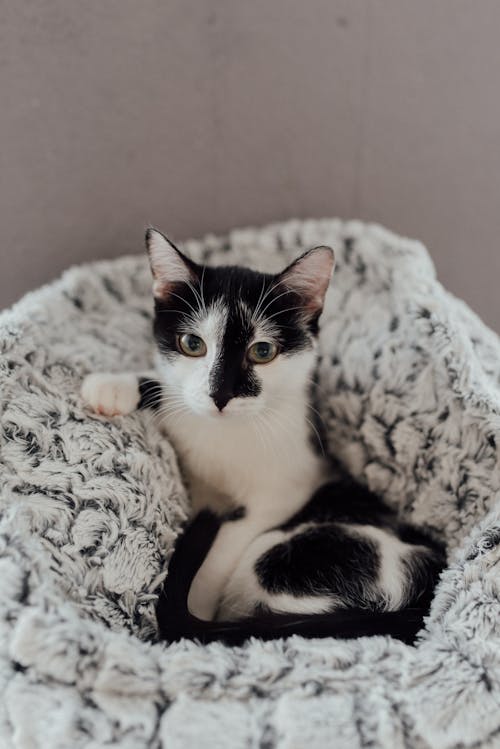 A Tuxedo Kitten on Gray Furry Textile