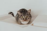 A Gray Tabby Kitten on White Textile