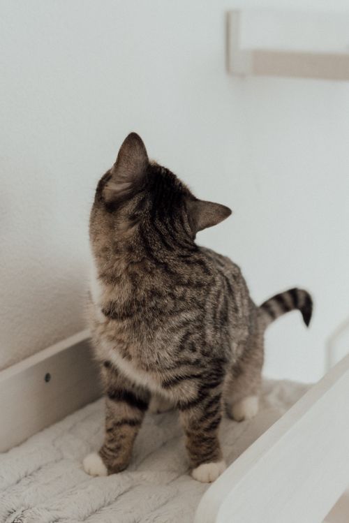 Free A tabby cat looking away indoors, showing its striped fur pattern and curious posture. Stock Photo