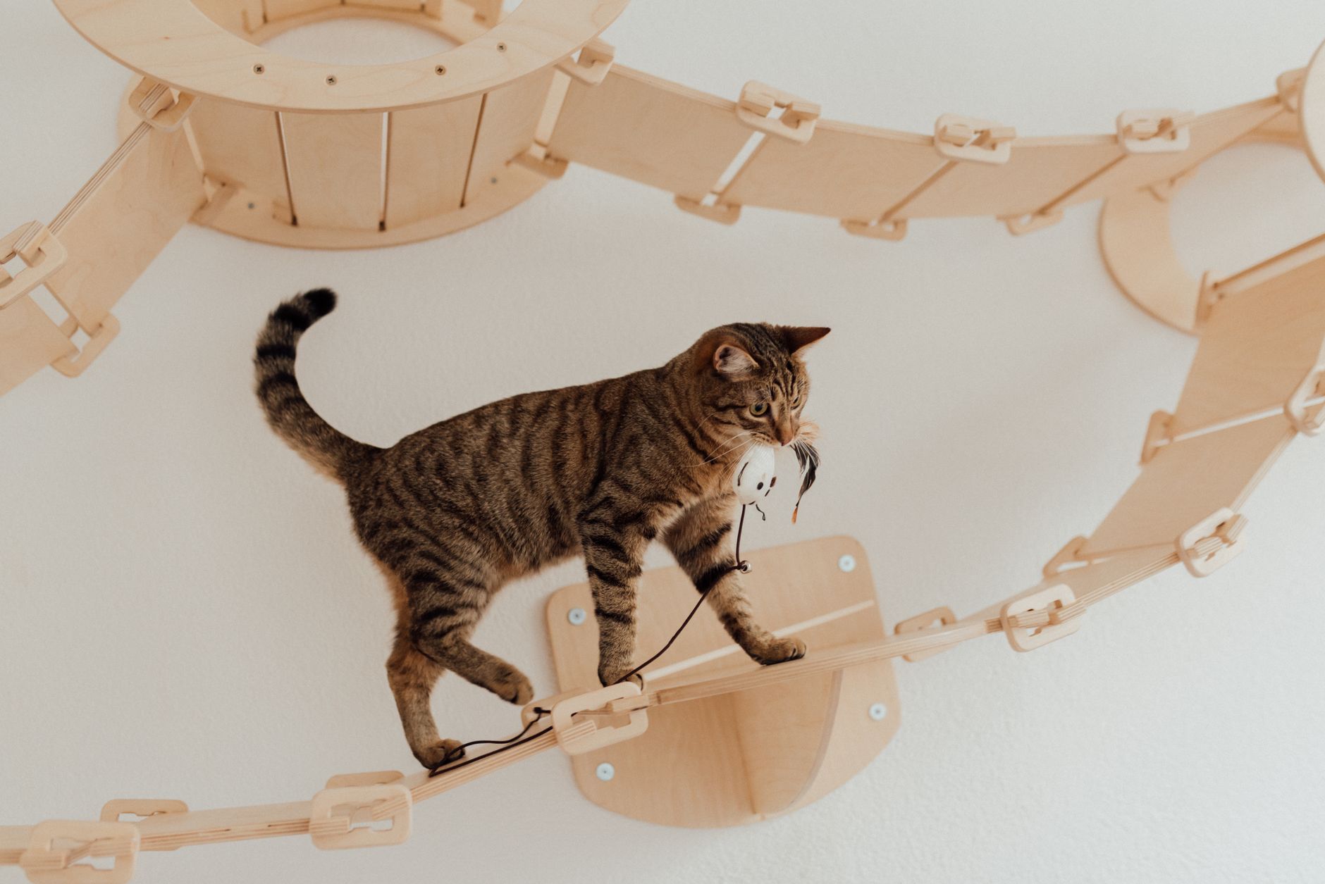 Banish Boredom: Best Interactive Cat Toys for Solo Play in 2026