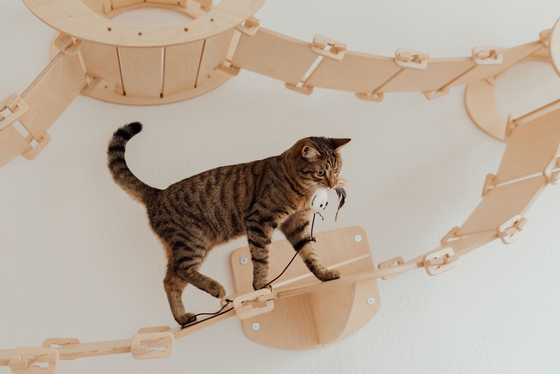 A Brown Tabby Cat Walking on Wooden Walkway with a Cord on Mouth