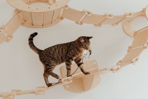 Free A tabby cat playing with a toy mouse on an indoor wooden cat bridge, showing curiosity and agility. Stock Photo