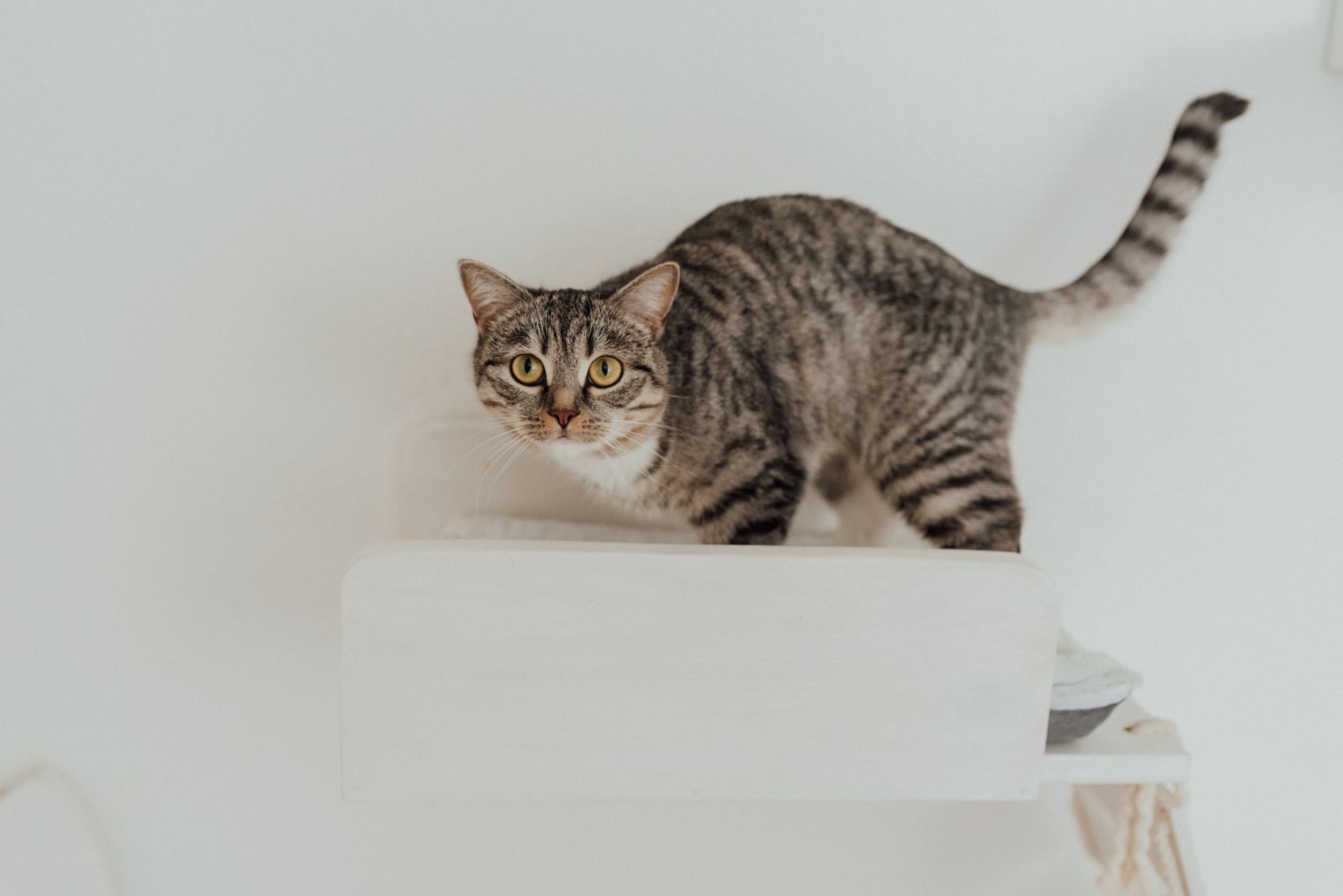Gray Tabby Cat on White Table