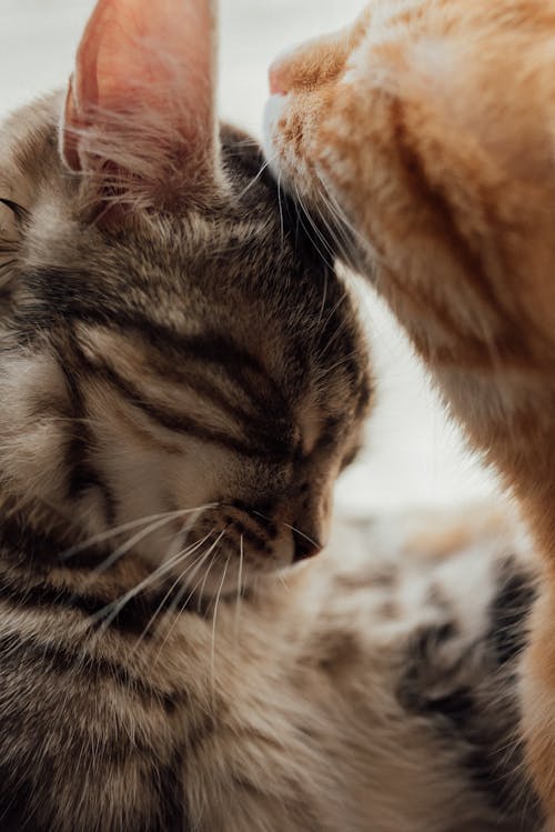 An Orange Tabby Kitten Showing Affection to a Gray Kitten