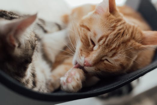 An adorable orange tabby cat licking its paw while lounging, showcasing a moment of feline grooming.
