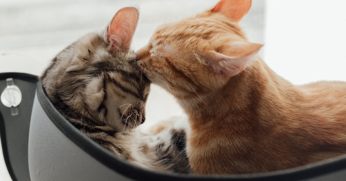 How do indoor cats get ear mites