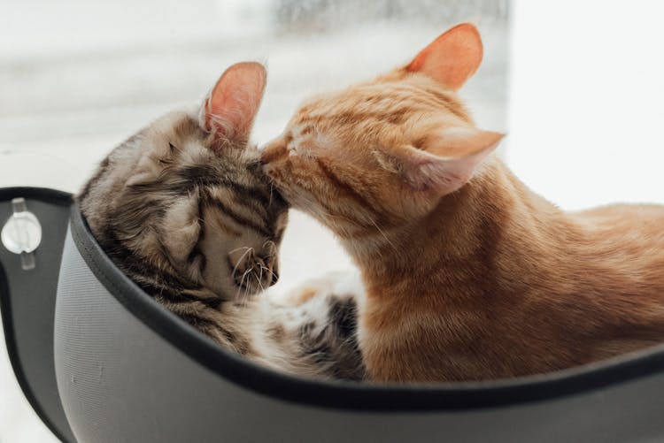 A Cuddling Tabby And Ginger Cat 