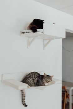 cat photo