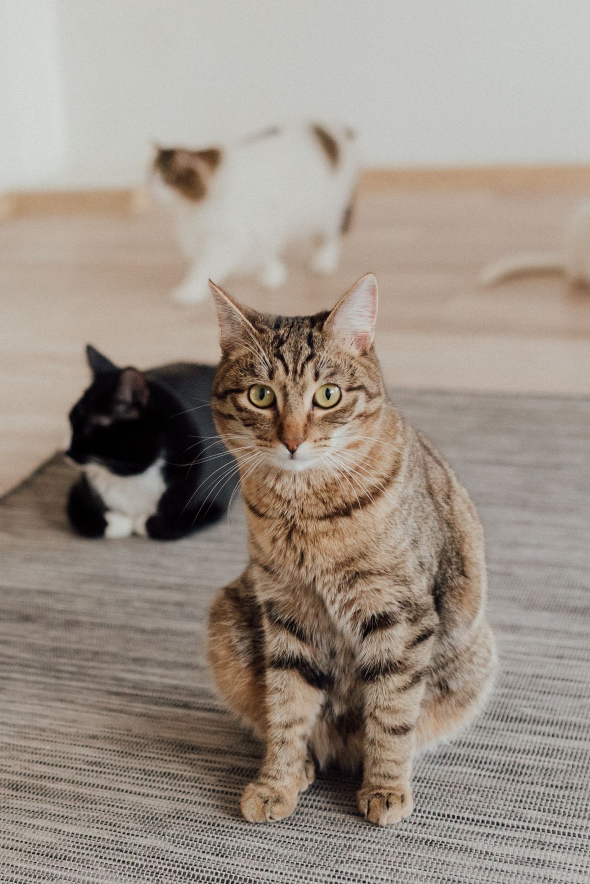 A tabby cat sitting on a rug indoors