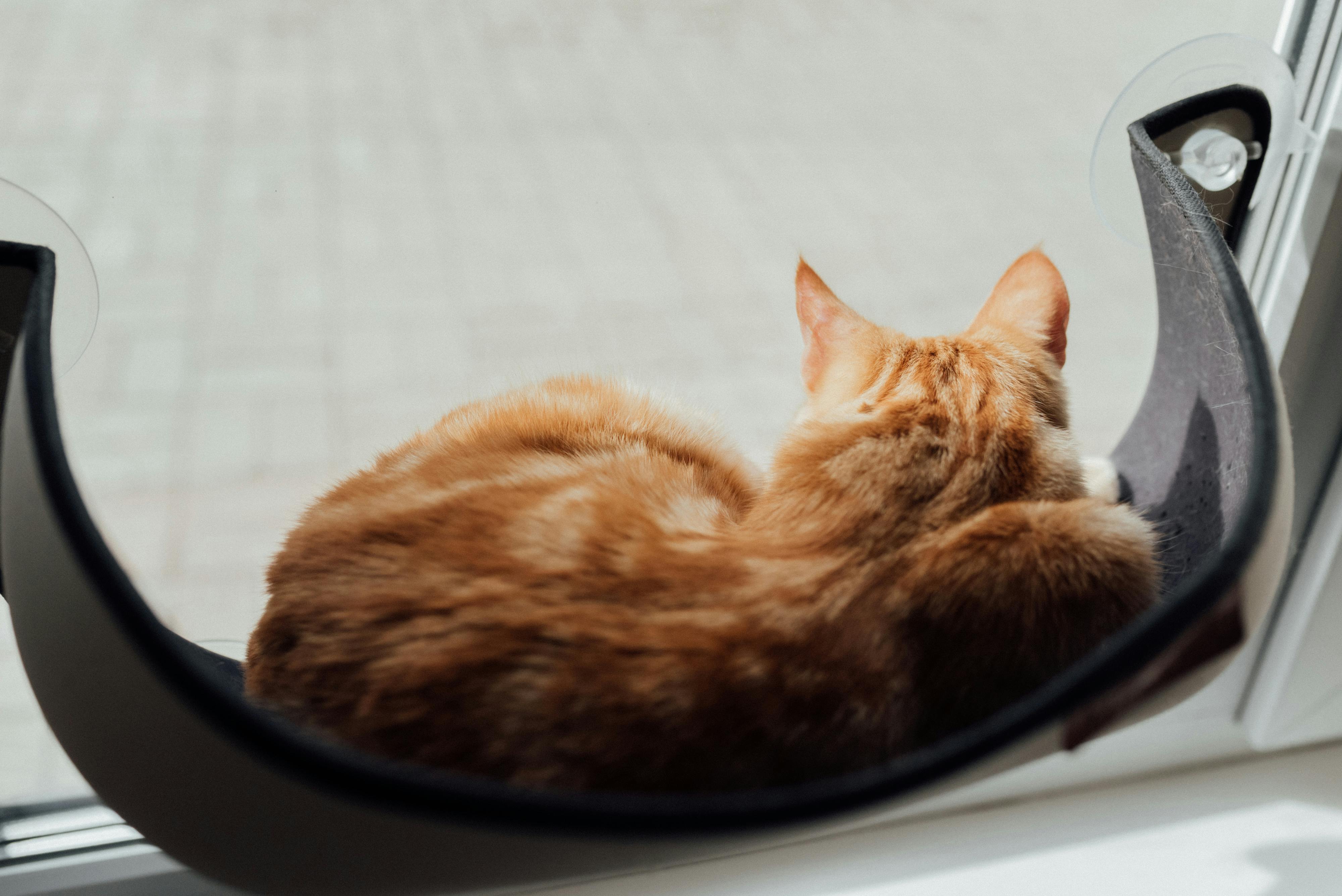 Best Top-Rated Cat Window Hammocks for Sunbathing (2026) – Durable, Comfortable Spots Your Cat Will Actually Use