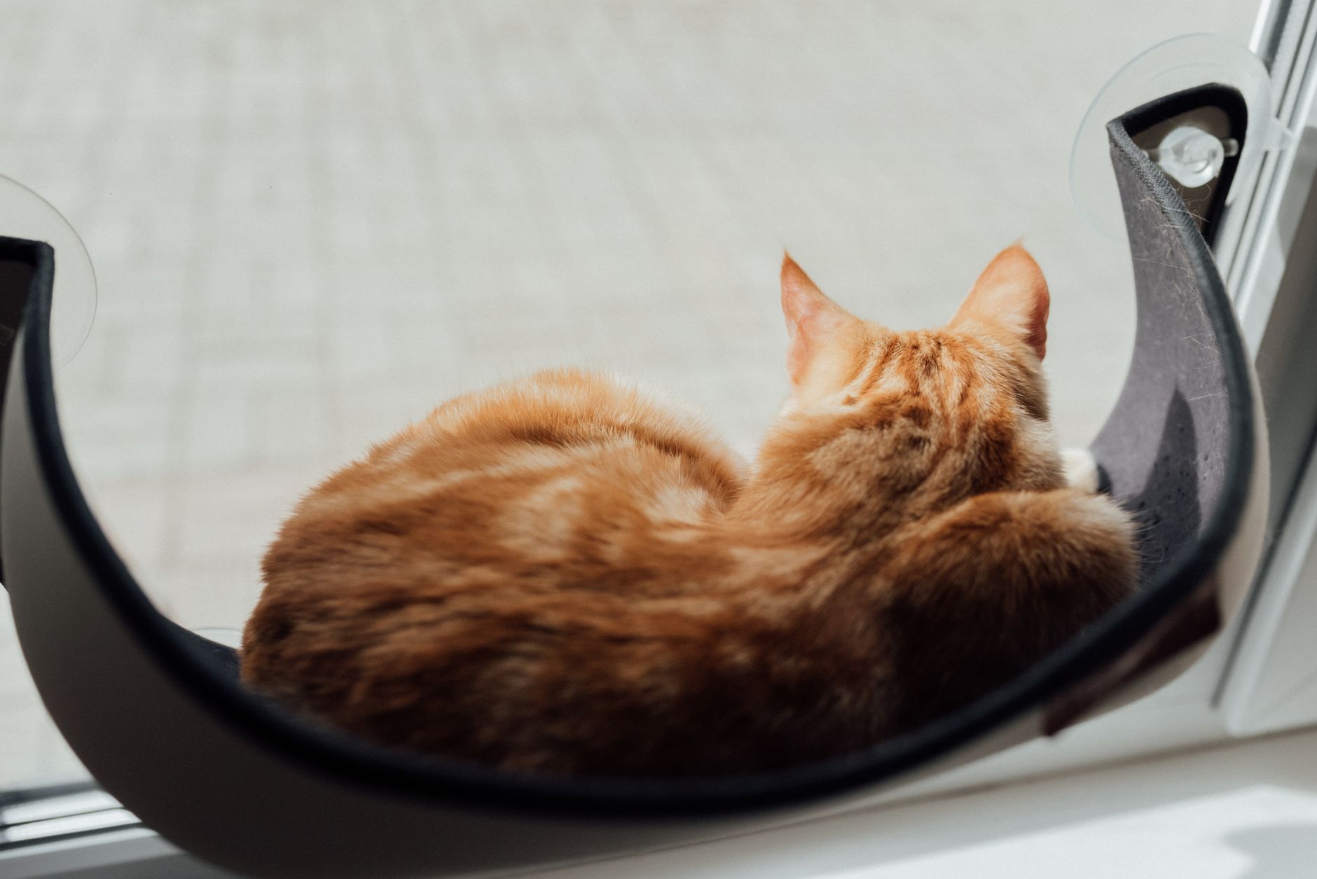Best Top-Rated Cat Window Hammocks for Sunbathing (2026) – Durable, Comfortable Spots Your Cat Will Actually Use