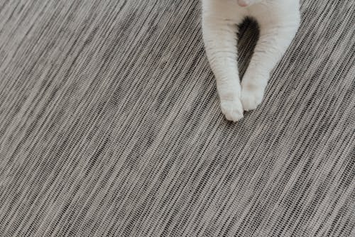 A White Cat Lying on Gray Rug