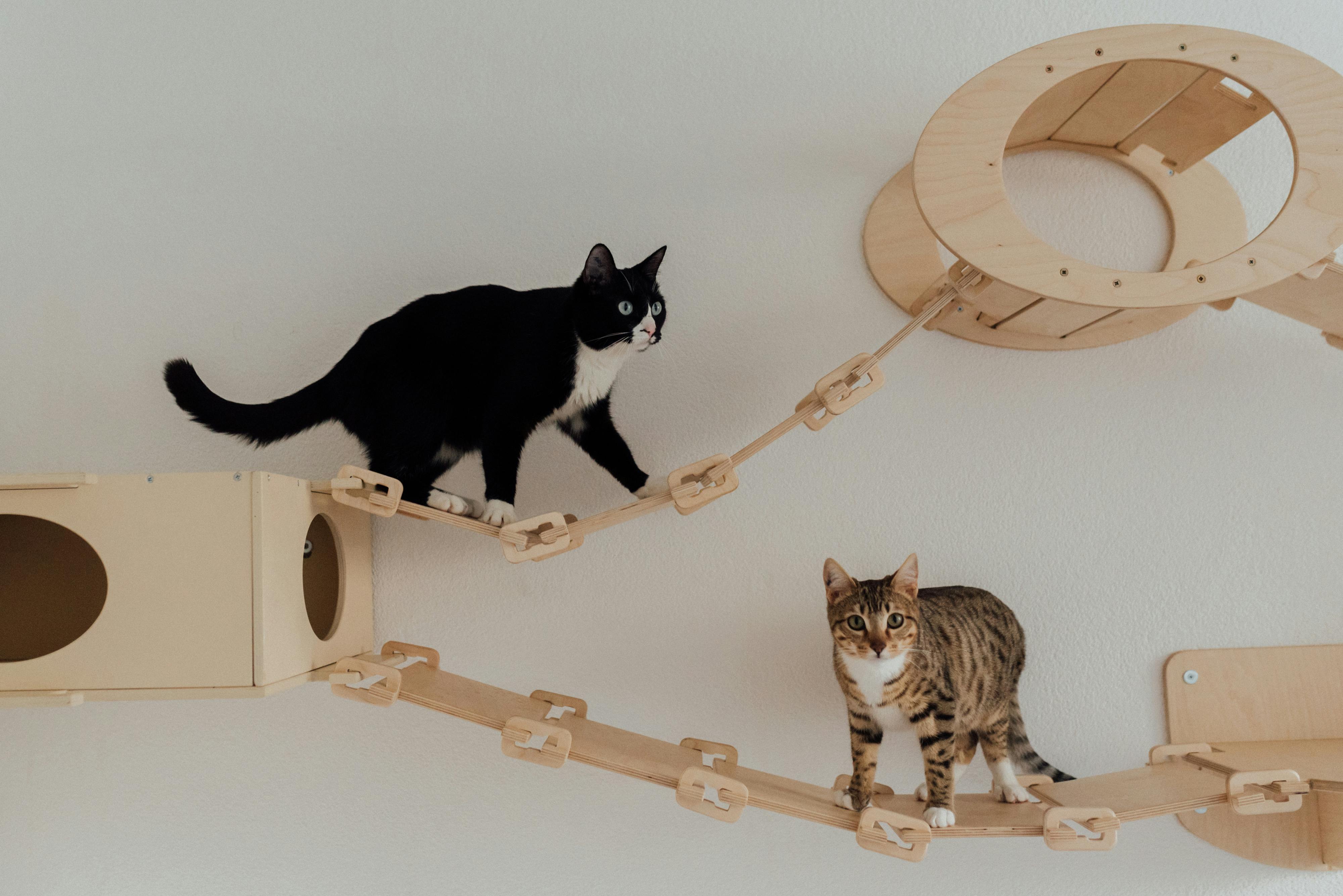 Cats Playing on their Wooden Play House Mount on Wall · Free Stock Photo