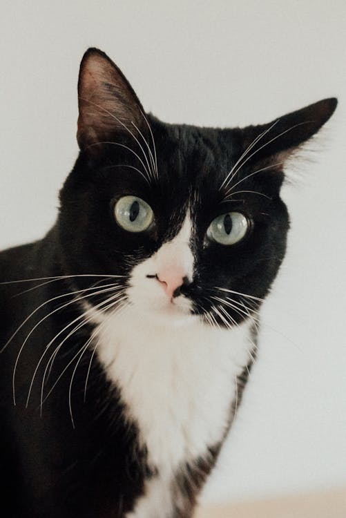 A Tuxedo Cat in Close-up Photography