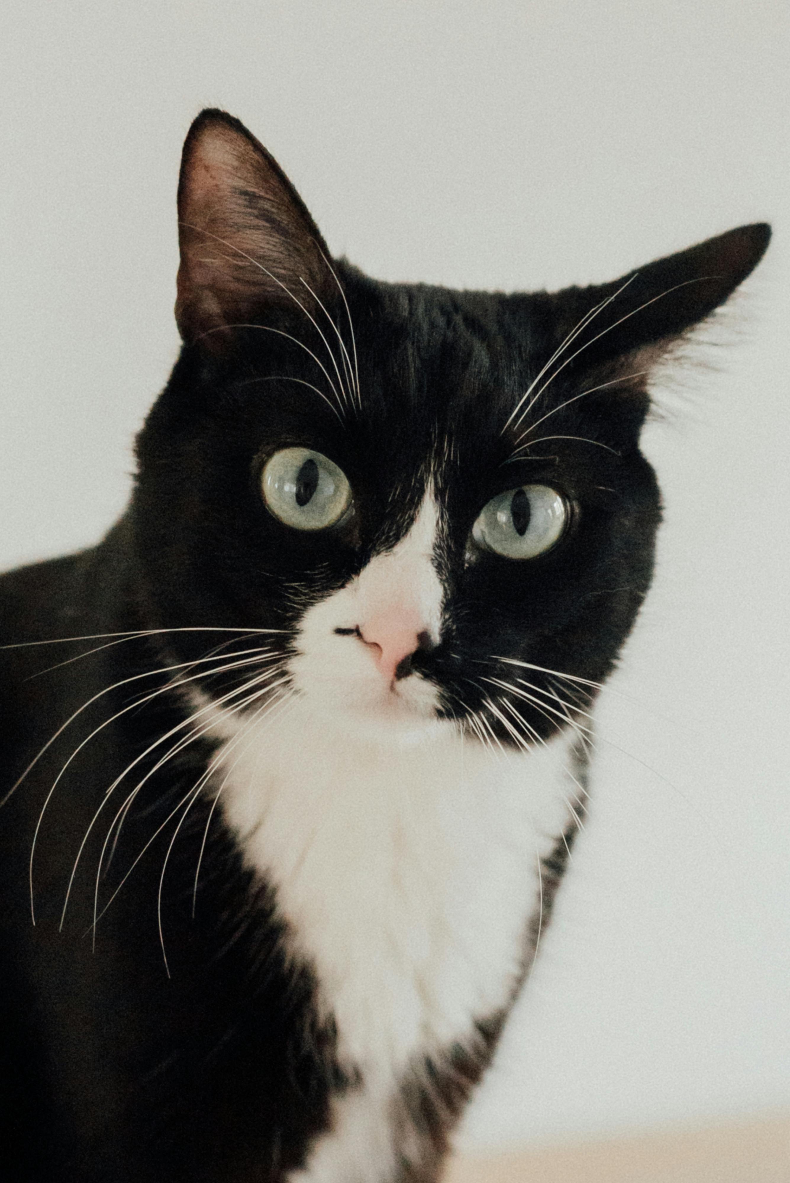 cute tuxedo cat