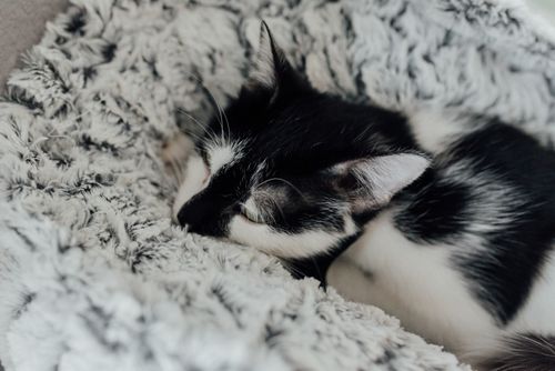 Free Adorable black and white kitten sleeping on a fluffy blanket, capturing a tranquil and cozy moment. Stock Photo
