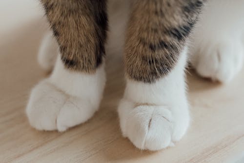 A White and Brown Cat on Wooden Floor