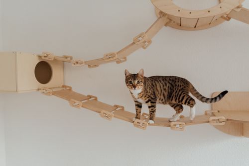 Free Tabby cat exploring a wooden climbing structure indoors. Perfect pet image. Stock Photo