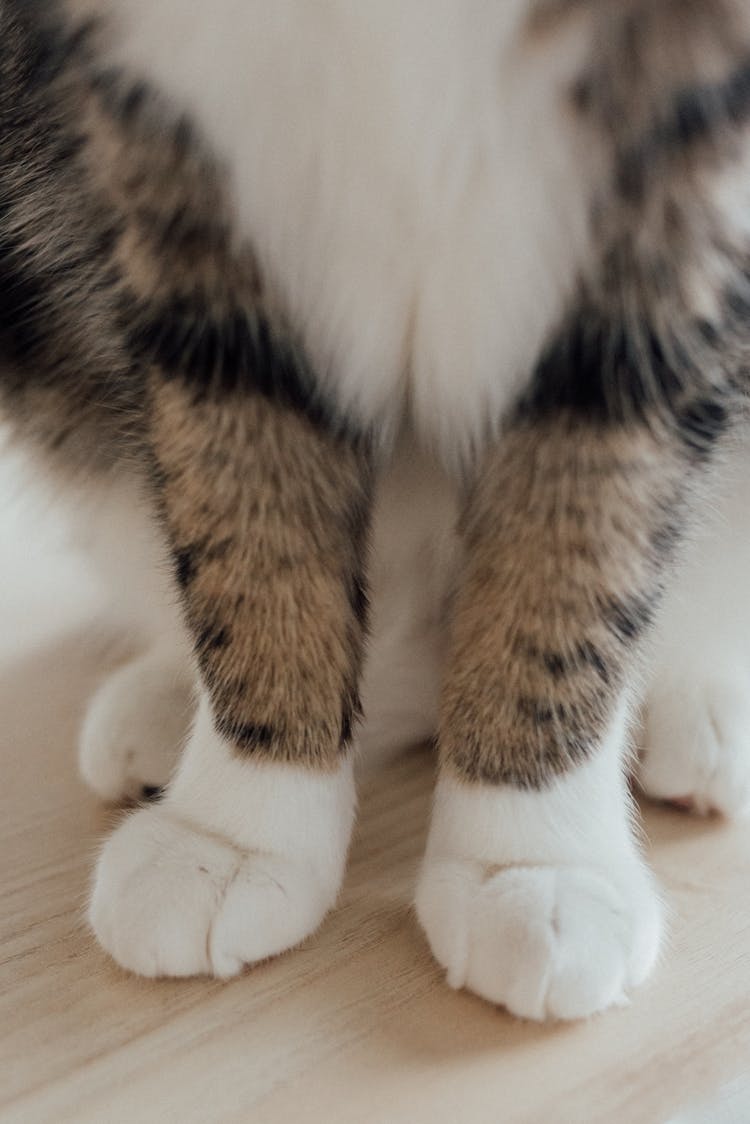 White Fur On The Feet Of A Tabby Cat