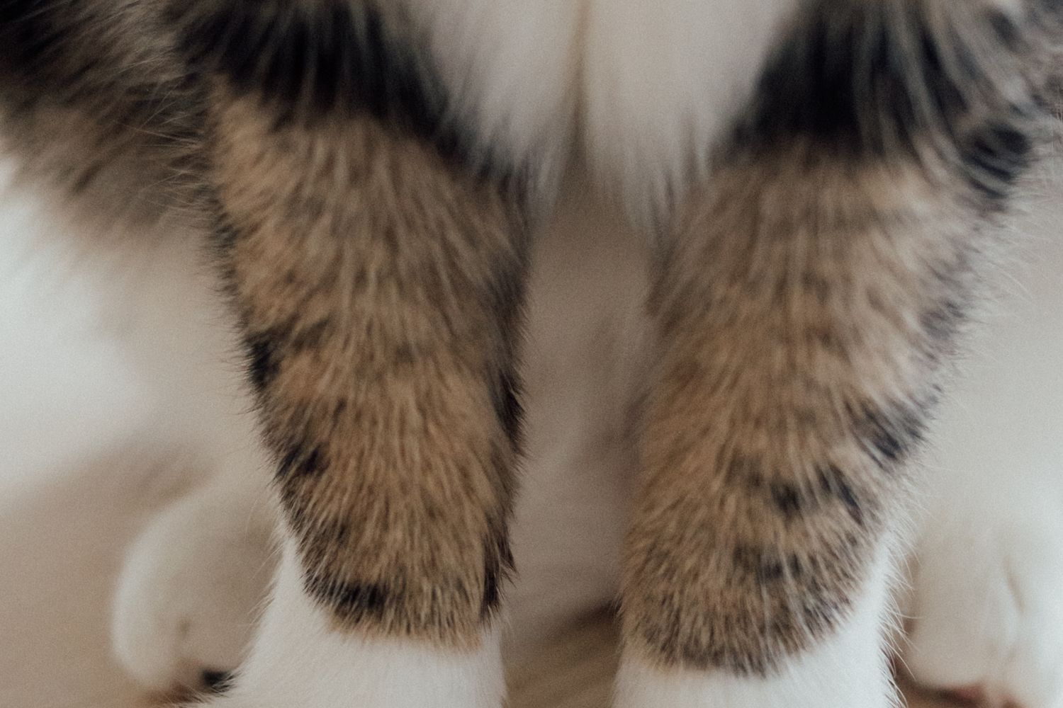 Rectractable Claws Retractable Claws Photos, Download The BEST Free Retractable Claws ...