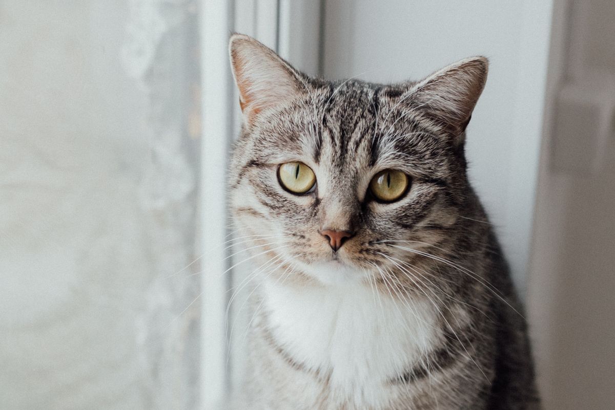 Tabby cat sitting alertly by a window with sunlight catching their eyes, watching outside