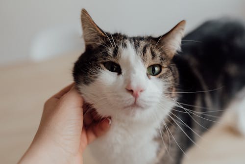 Person Holding Tabby Cat