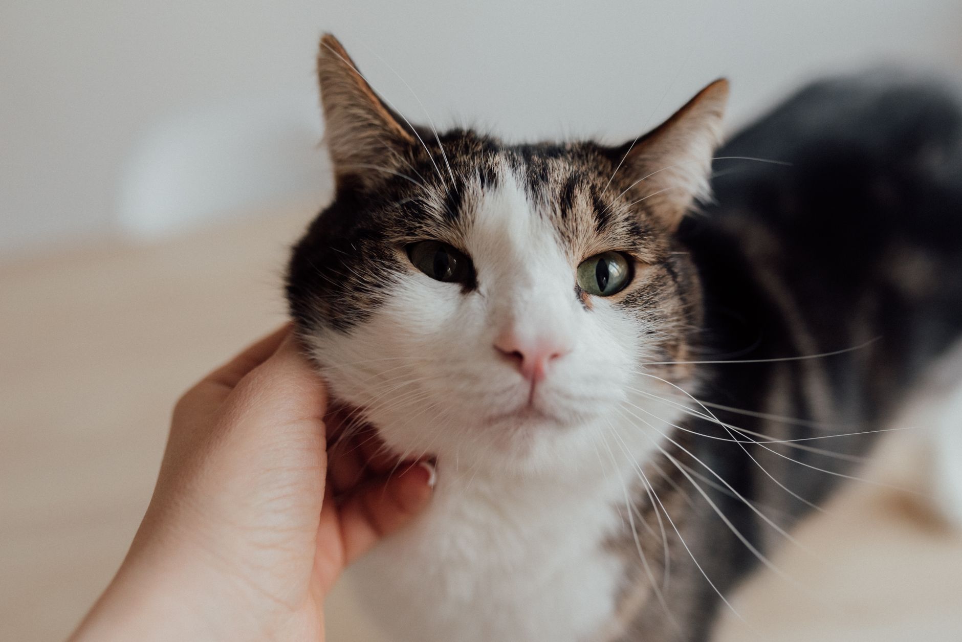 A cat undergoing diagnostic blood testing at a veterinary clinic