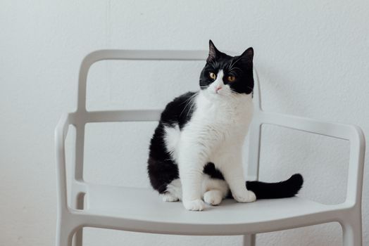 A Bicolor Cat on a Chair