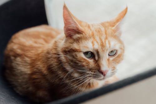 A Close-Up Shot of an Orange Cat