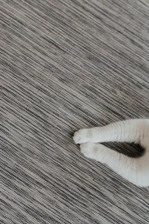 A White Cat Lying on Gray and White Striped Textile