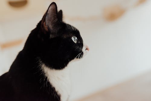 A Close-Up Shot of a Black and White Cat