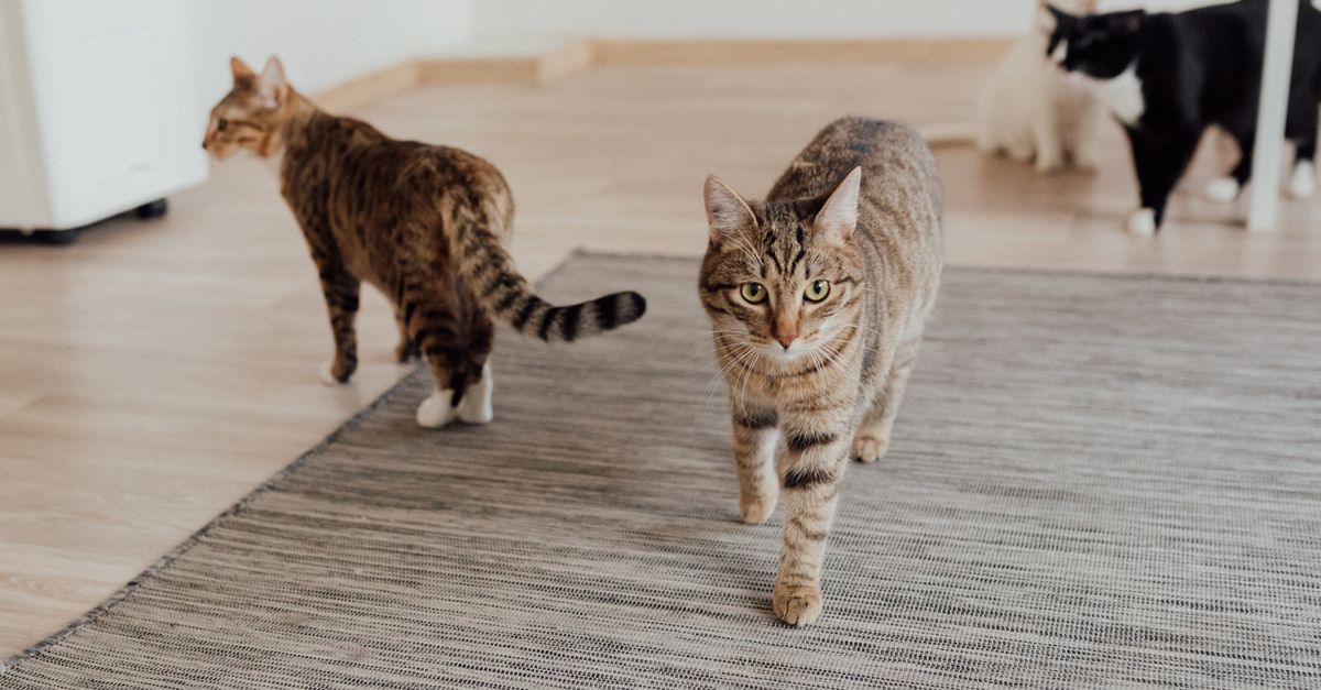 Hvor mange katte må man have? Regler, ansvar og smarte løsninger fra kattebur.dk