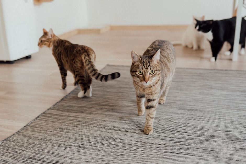 best pet nutrition for multi-pet households 2026