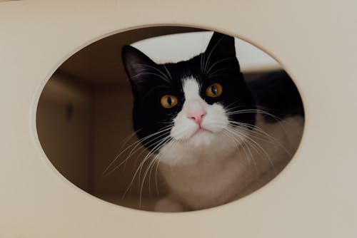 Cute Black and White Cat In Close-Up Photography 