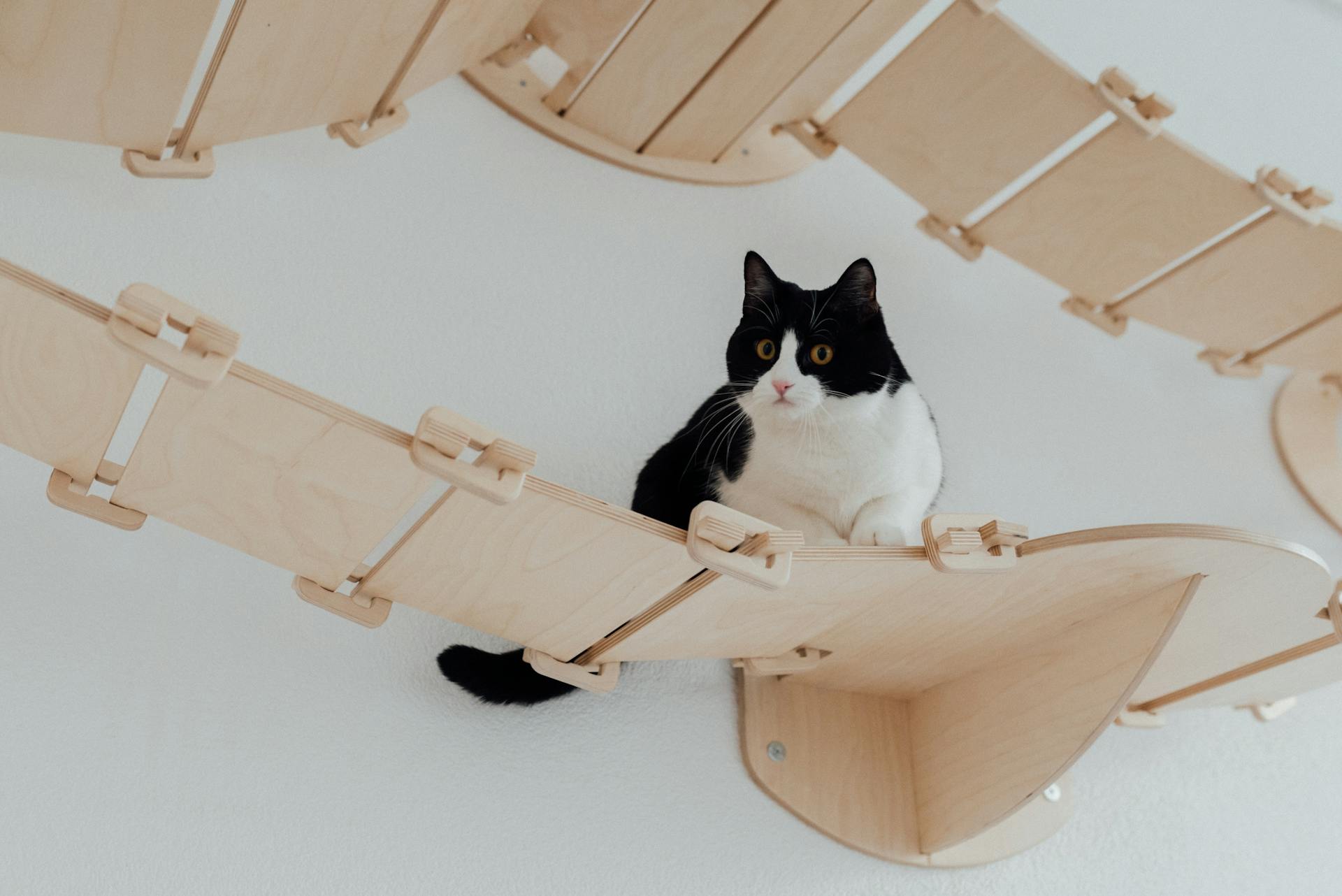 A Piebald Cat on a Wood Bridge