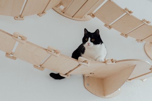 Free Adorable black and white tuxedo cat resting on a wooden bridge in a pet-friendly environment. Stock Photo
