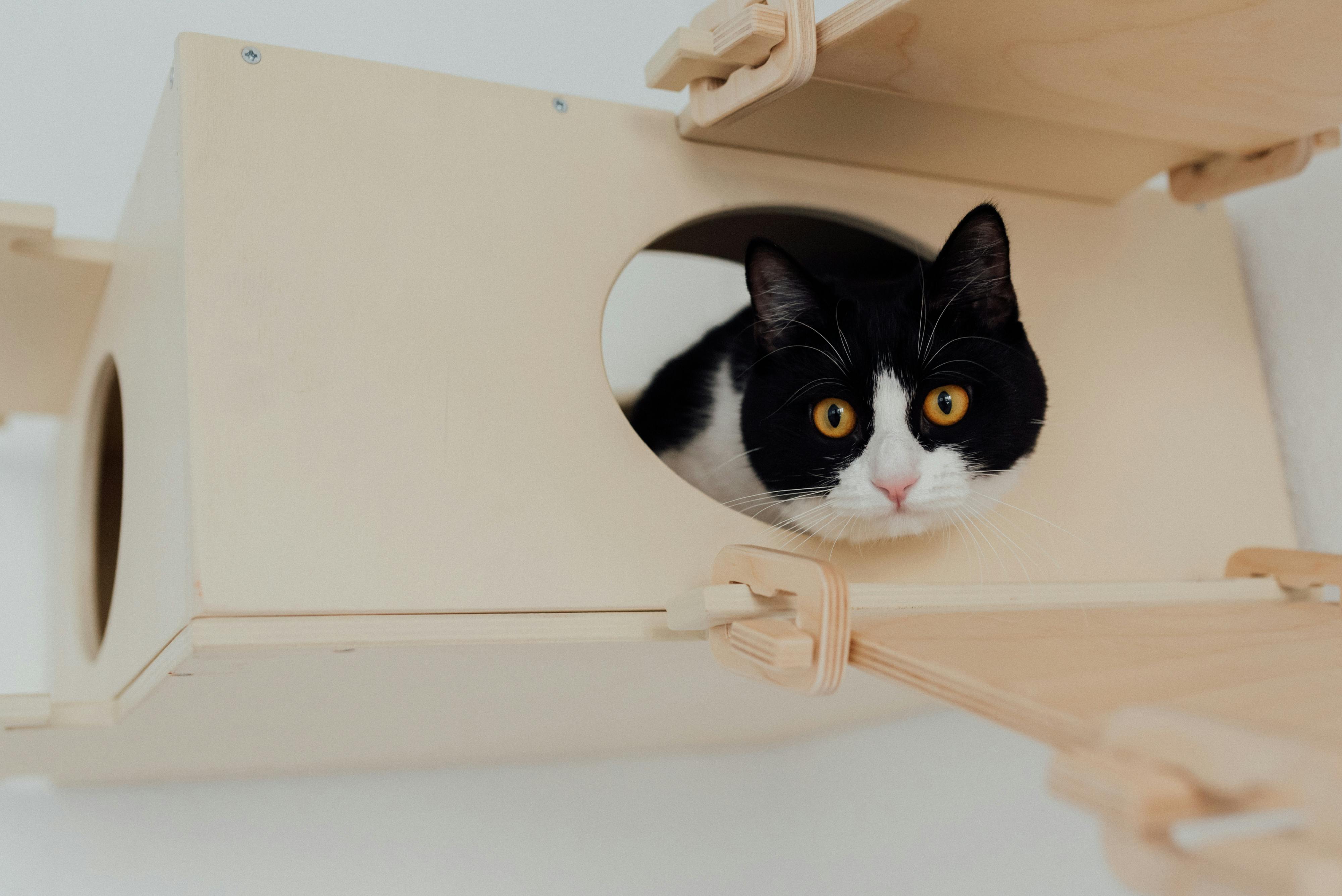 Cute black and white tuxedo cat peering from a wooden box against a neutral background.