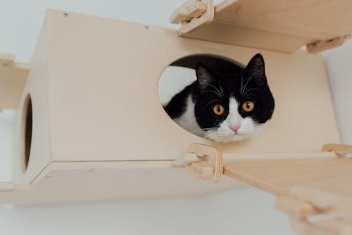 A Tuxedo Cat Peeping Through a Window of a Wooden House