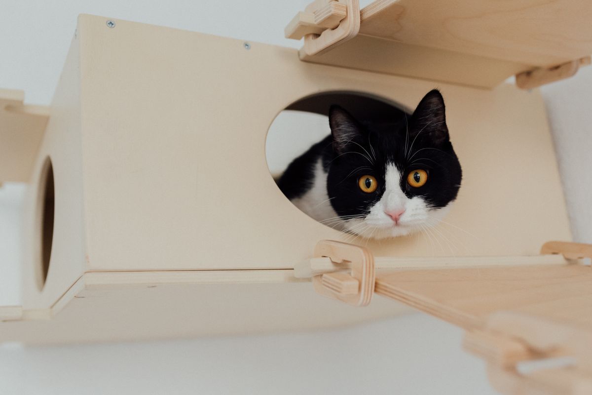9 DIY-Ideen für Haustier-Besitzer — Spielzeug, Bett + Snacks — Material-Übersicht