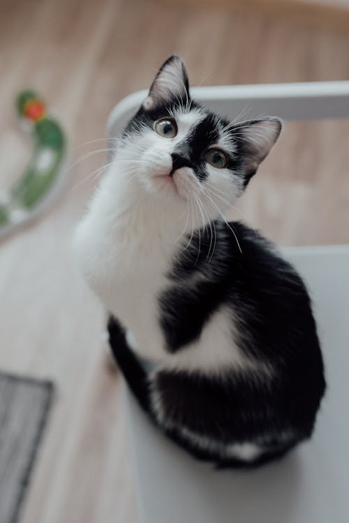 A Tuxedo Kitten Sitting on White Chair