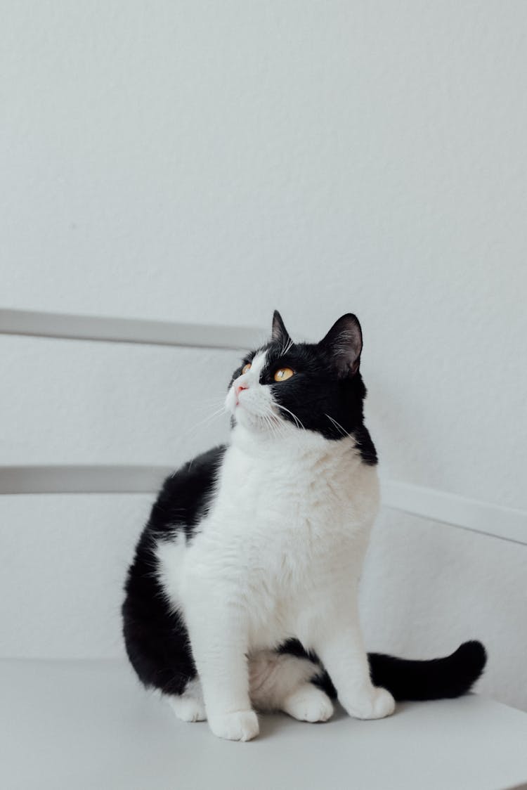 A Bicolor Cat On A Chair